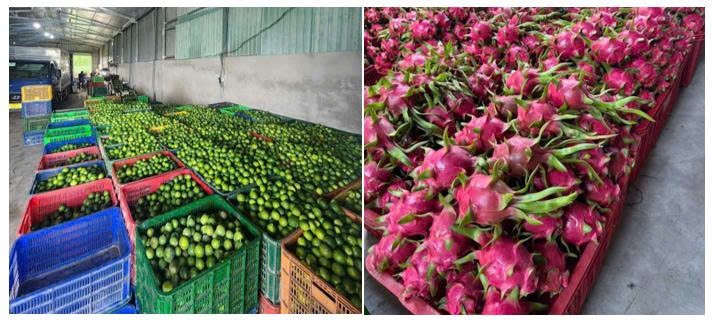 Công Ty TNHH Tâm Sen 2 – Kiến tạo giá trị từ tâm, vững bước tầm cao