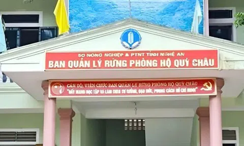 Khởi tố 4 cán bộ ban quản lý rừng phòng hộ