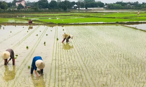 Theo quy định mới nhất, đất nông nghiệp hết hạn sử dụng có bị thu hồi không?