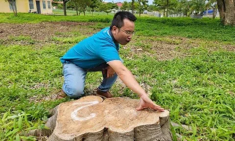 Tạm dừng bổ nhiệm nguyên chủ tịch xã vì chặt cây xanh ở khuôn viên trụ sở đem bán
