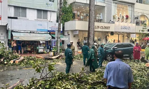 Trưa nay, gió lớn ở TP HCM, cây xanh ngã đổ nhiều nơi
