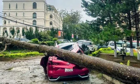 CLIP: Gió giật, cây xanh bật gốc đè bẹp ô tô ở Đà Lạt