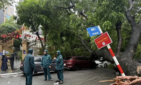 Cây xanh lớn đổ đè trúng 2 ô tô trên đường phố