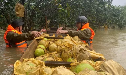 Công an ngâm mình trong nước lũ giúp dân thu hoạch bưởi