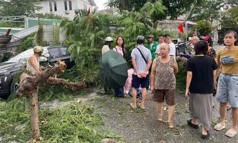 Giông lốc khiến cây phượng bất ngờ gãy đổ đè 1 cháu bé bị thương