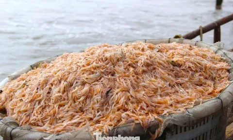 Ngư dân rẽ sóng săn con bé tí teo, bỏ túi tiền triệu mỗi ngày