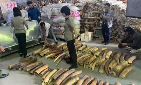 Phơi bày thủ đoạn "rửa" nguồn gốc động vật hoang dã