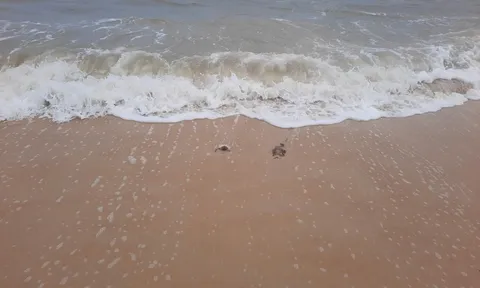 Thứ "không muốn thấy" xuất hiện ở bờ biển Quảng Trị