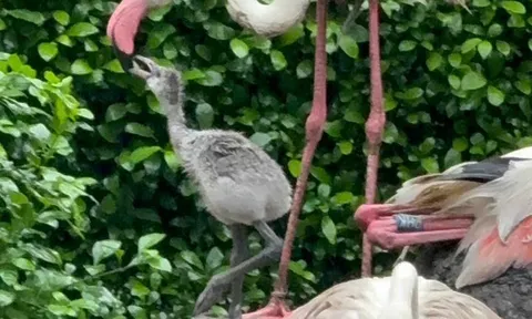 Sau 20 năm, hồng hạc lần đầu làm mẹ giữa lòng Thảo Cầm Viên