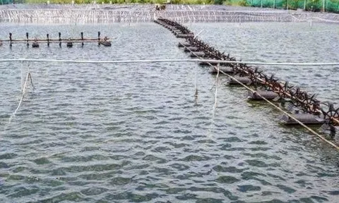 Điều tra vụ cha và con nuôi chết dưới ao tôm ở Cà Mau