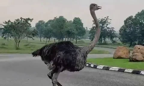 Số phận của con đà điểu xổng chuồng lao vun vút giữa đường phố TP HCM