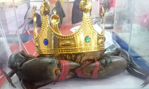 "Vua cua" Cà Mau năm 2022 giờ ra sao?