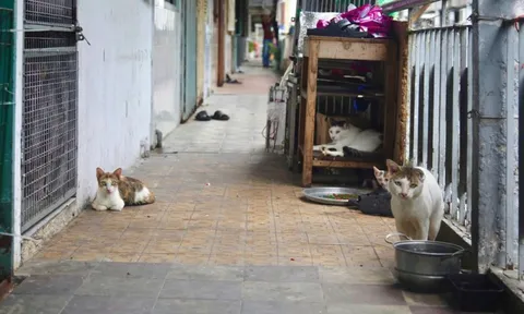 Chuyện dài về hàng xóm trong chung cư