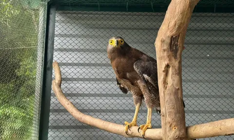 Diều hoa Miến Điện quý hiếm xuất hiện ở Quảng Trị