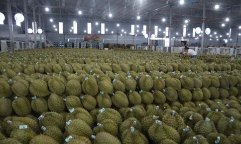 Mua hồ sơ xuất khẩu sầu riêng với giá... hàng trăm triệu đồng!