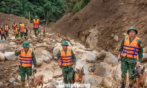 Cận cảnh những chú chó cứu hộ Làng Nủ đang tìm người mất tích ở Đà Nẵng