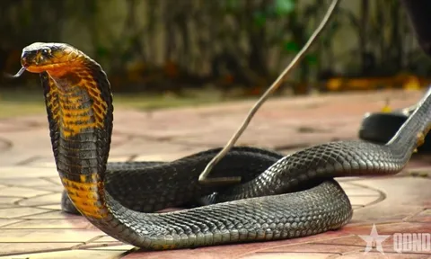Rắn hổ mang chúa nặng 7 kg bất ngờ xuất hiện trong khu dân cư