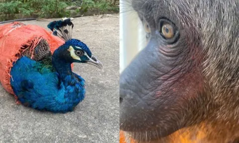 Động vật quý hiếm bất ngờ xuất hiện ở điểm du lịch, người dân vội báo công an