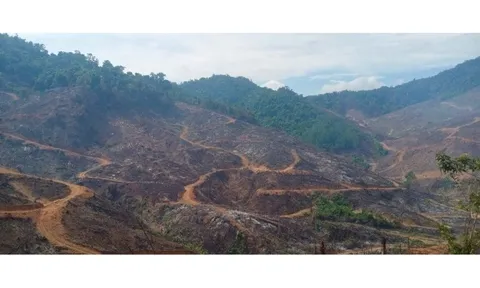 Diễn biến mới vụ phá hơn 97 ha rừng ở Gia Lai