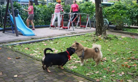 "Né phân chó như né ổ gà!"