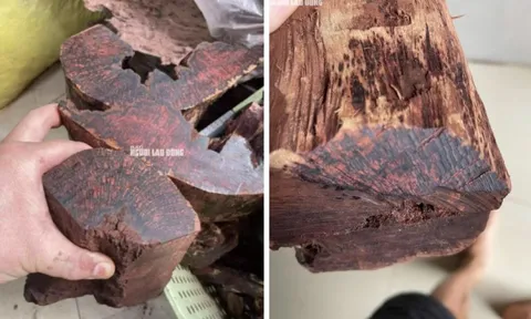 Loài gỗ "vô danh" được thương lái Trung Quốc mua 3 triệu đồng/kg: Quảng Trị cảnh báo điều gì?
