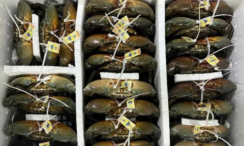 Những xã nào ở Cà Mau được quy hoạch nuôi cua xuất khẩu sang Trung Quốc?