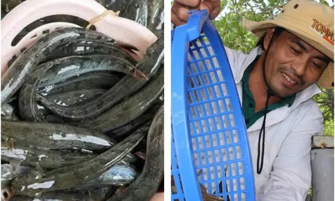 Giá nông thủy sản miền Tây: Thương lái tranh nhau mua cá kèo, tôm đất Cà Mau