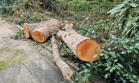 Cần Thơ xác minh vụ hàng loạt cây xanh ở Hồ Nước ngọt bị "triệt hạ"