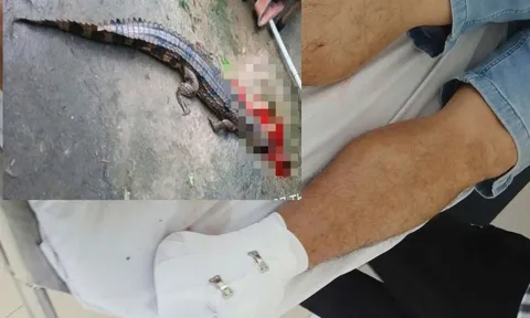 Vụ cá sấu cắn thầy giáo ở Tây Ninh: Phạt người nuôi 315 triệu đồng