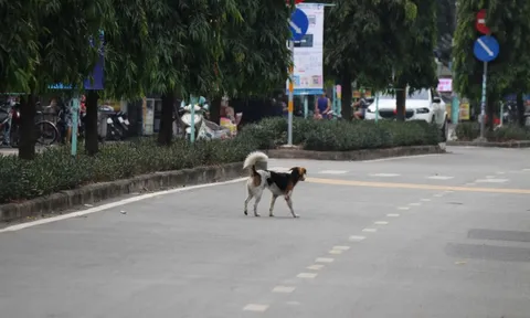 Bất chấp quy định xử phạt, chó thả rông vẫn tràn lan trên phố
