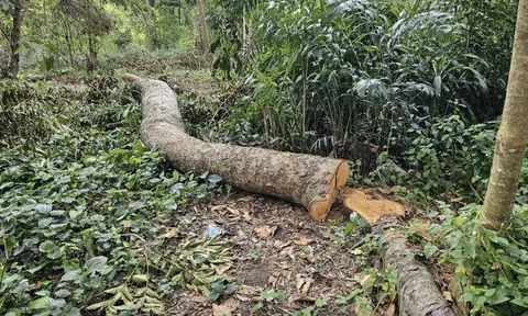 Ai đứng sau vụ 41 cây xà cừ bị đốn hạ trong khu văn hoá ở Cần Thơ?