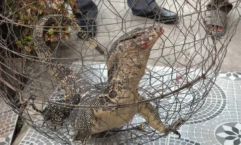 Phát hiện kỳ đà hoa "đi lạc" trong vườn, người dân liền báo công an