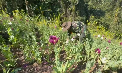 Phát hiện 12.270 m2 diện tích trồng cây thuốc phiện