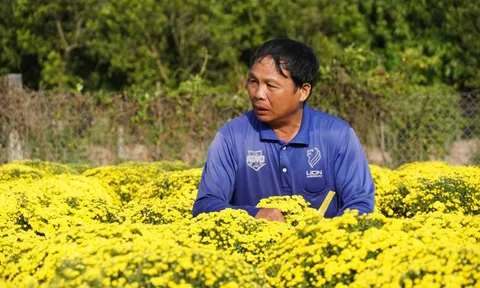 Nông dân Sa Đéc buồn bã vì cúc mâm xôi bung nở bất thường trước Tết
