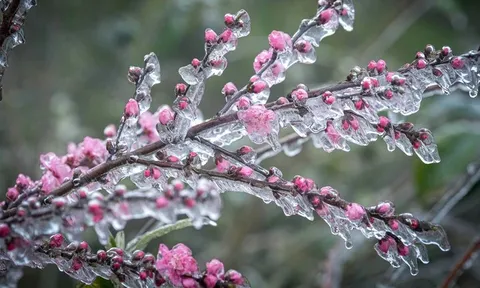 Tin không khí lạnh mới nhất: Miền Bắc tái diễn rét đậm rét hại, nguy cơ băng giá