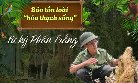Bảo tồn loài “hóa thạch sống” từ kỷ Phấn Trắng