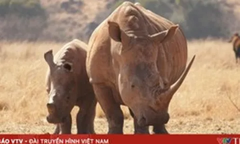 Từ vụ Chu Đăng Khoa bị bắt: buôn bán động vật hoang dã bị xử lý thế nào?