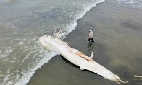 Xác cá voi dài gần 10 m dạt vào bờ biển