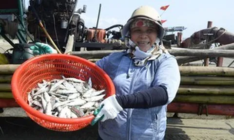 Ngư dân Thanh Hóa kiếm tiền triệu mỗi ngày mùa cá trích