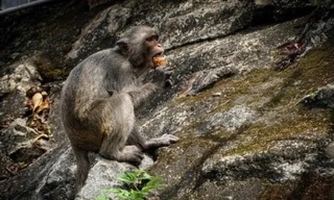 Du khách phớt lờ khuyến cáo không cho khỉ ăn ở Sơn Trà