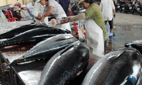 Xuất khẩu cá ngừ sang Canada tăng mạnh