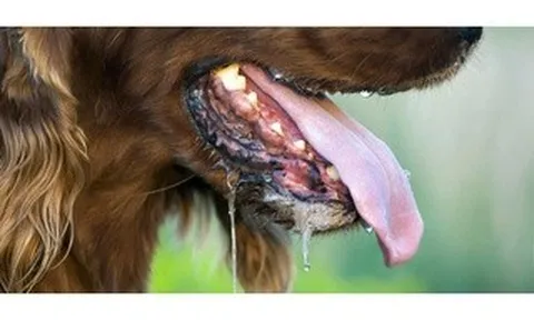 Người đàn ông nguy kịch sau gần 1 năm bị chó con cắn