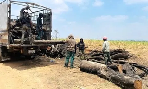 Phát hiện nhiều điểm tập kết gỗ không rõ nguồn gốc ở Gia Lai