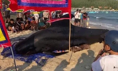 Cá Ông nặng 2 tấn dạt vào bờ biển Vịnh Hòa, người dân 3 lần đẩy ra biển nhưng bất thành