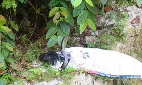 Rắn hổ mang chúa dài 2,6 m bò vào nhà dân