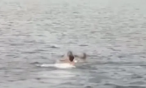 Diễn viên Bạch Tử Hiên nhận 'cơn mưa' lời khen khi lao xuống biển cứu 2 cô gái đuối nước