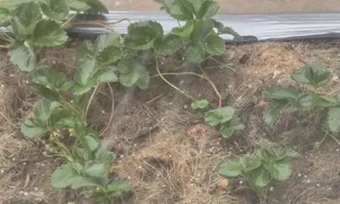 CLIP: Giữa nắng nóng, Đà Lạt xuất hiện “mưa vàng”