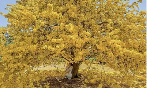 Vụ tịch thu 42 cây mai vàng "không giấy tờ": Người trồng mai ở miền Tây lo ngại