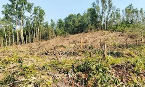 Nguyên giám đốc khai thác rừng trái phép, đơn vị quản lý “quên” báo cáo