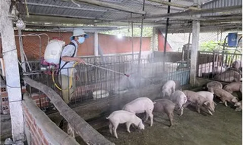 Cần Thơ phát hiện dịch tả heo châu Phi tại 4 xã, phường